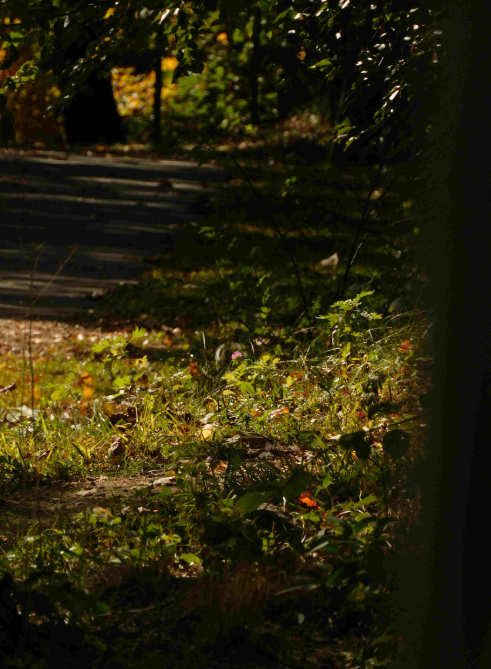 Walkway surrounded in greenery.